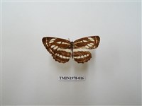 藏品(豆環蛺蝶)的圖片